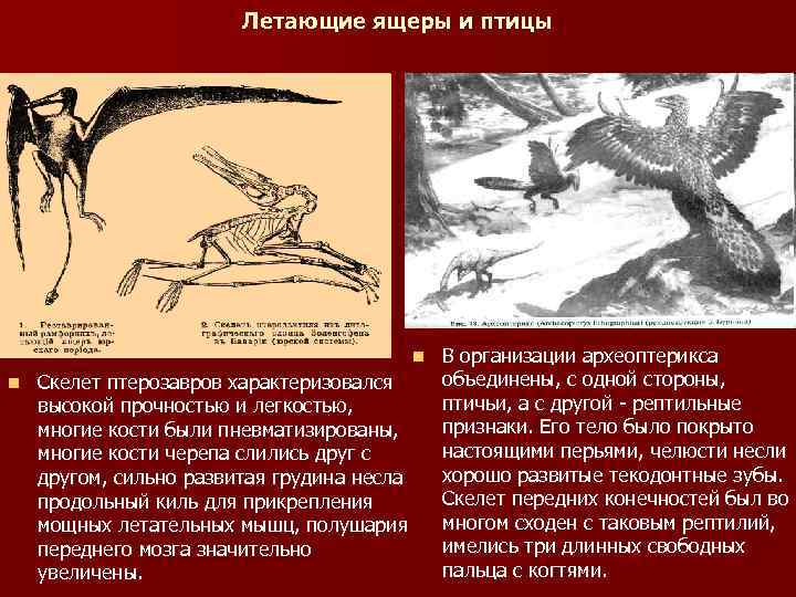 Летающие ящеры и птицы n n Скелет птерозавров характеризовался высокой прочностью и легкостью, многие