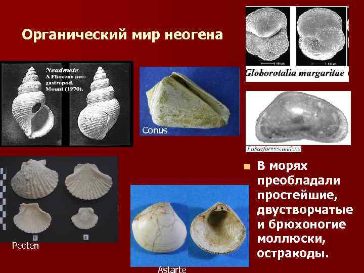 Органический мир неогена Conus n Pecten В морях преобладали простейшие, двустворчатые и брюхоногие моллюски,