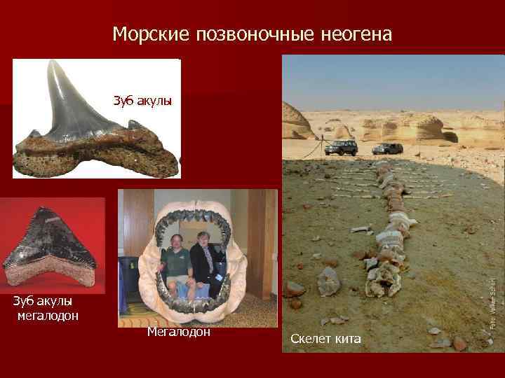 Морские позвоночные неогена Зуб акулы мегалодон Мегалодон Скелет кита 
