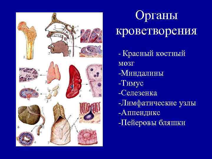 Органы кроветворения - Красный костный мозг -Миндалины -Тимус -Селезенка -Лимфатические узлы -Аппендикс -Пейеровы бляшки