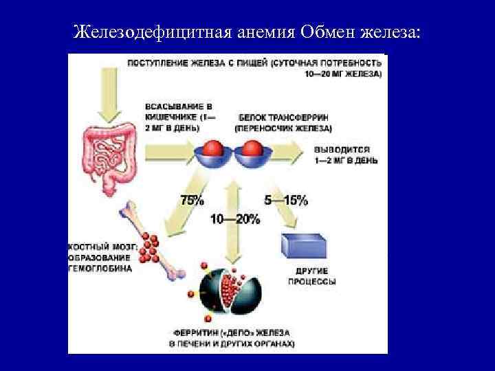 Железодефицитная анемия Обмен железа: 