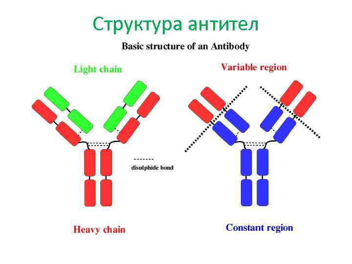 Структура антител 