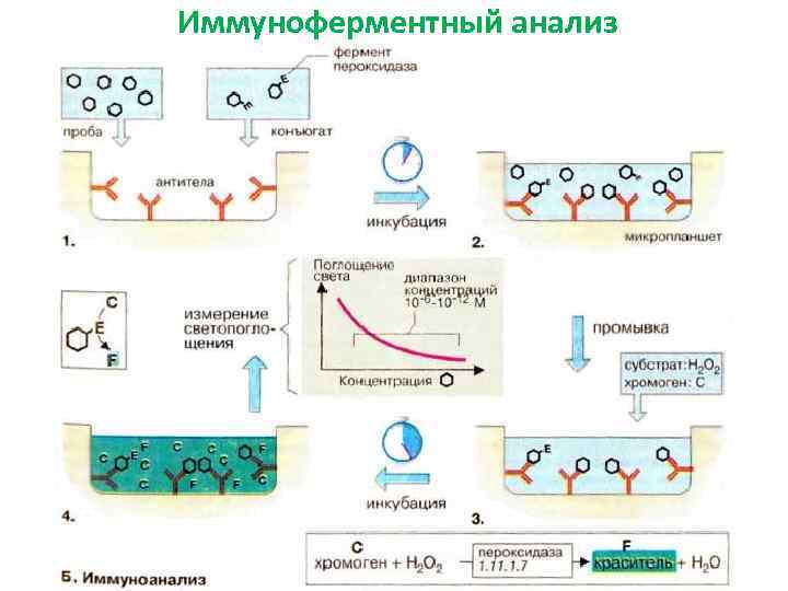 Схема постановки реакции ифа