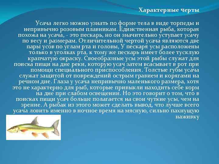 Характерные черты Усача легко можно узнать по форме тела в виде торпеды и непривычно