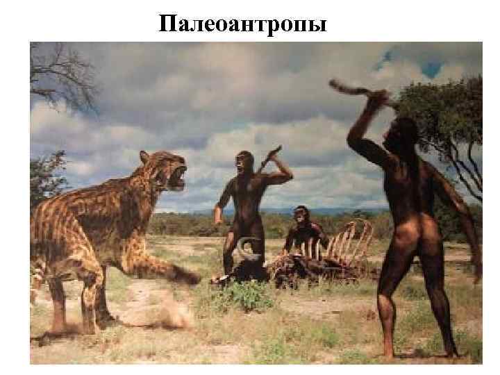 Палеоантропы 