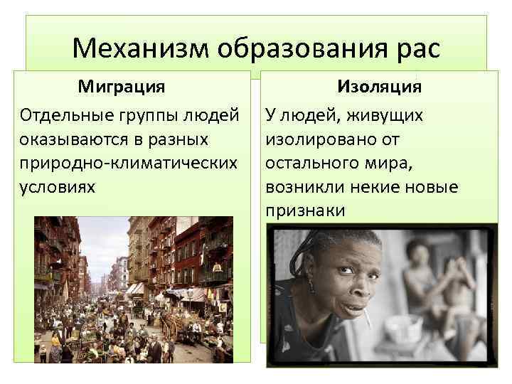 Механизм образования рас Миграция Отдельные группы людей оказываются в разных природно-климатических условиях Изоляция У