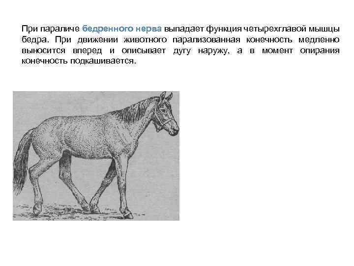 При параличе бедренного нерва выпадает функция четырехглавой мышцы бедра. При движении животного парализованная конечность