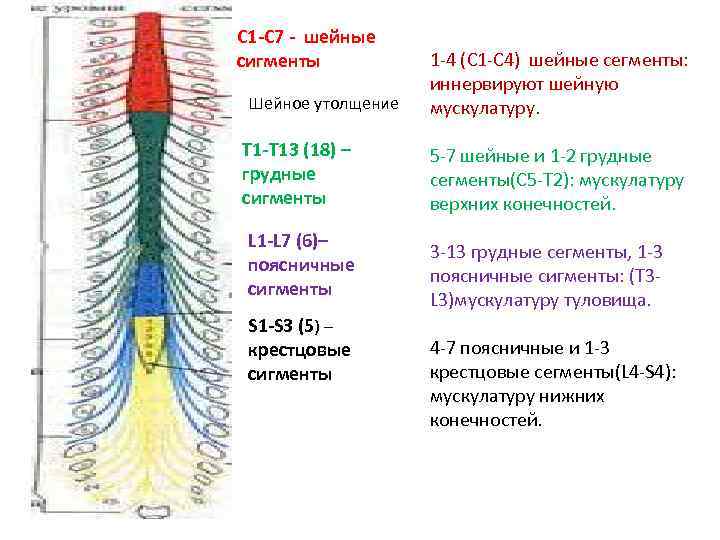 С 1 -С 7 - шейные сигменты Шейное утолщение Т 1 -Т 13 (18)