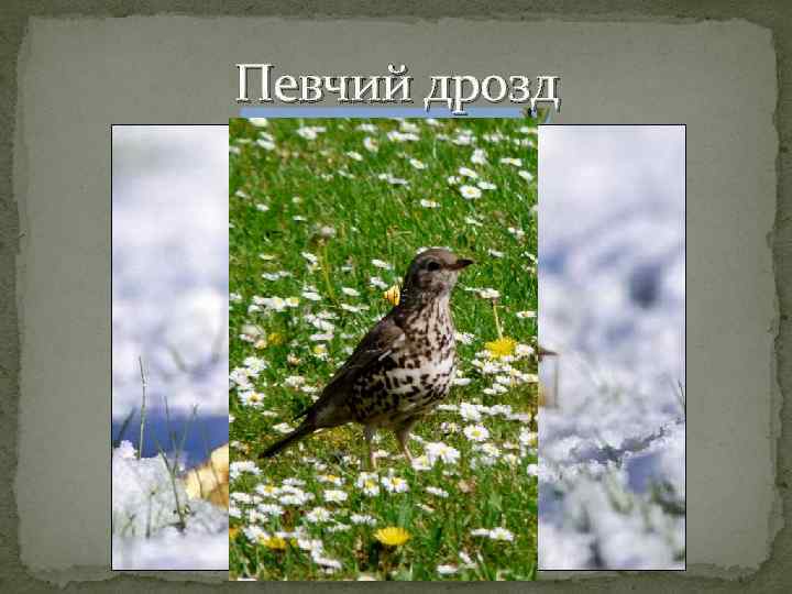 Певчий дрозд 