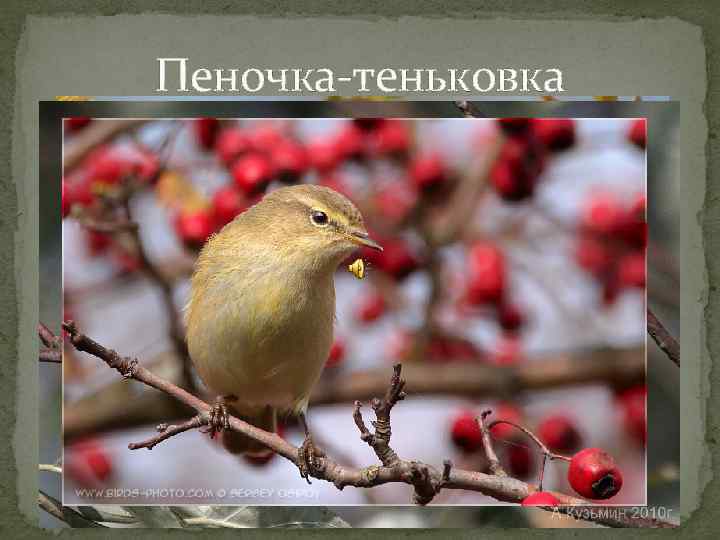 Пеночка-теньковка 