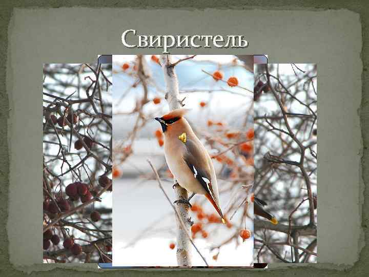 Свиристель 