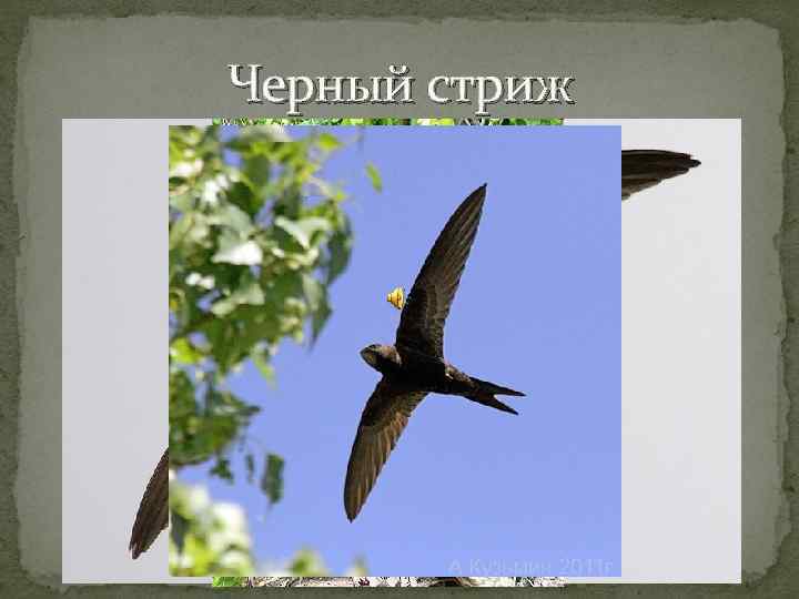 Черный стриж 