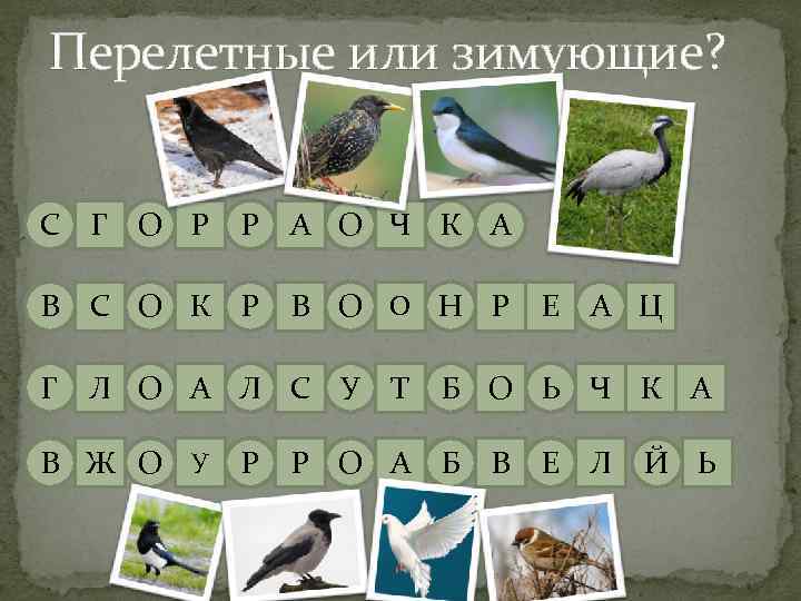 Перелетные или зимующие? С Г О Р Р А О Ч К А В