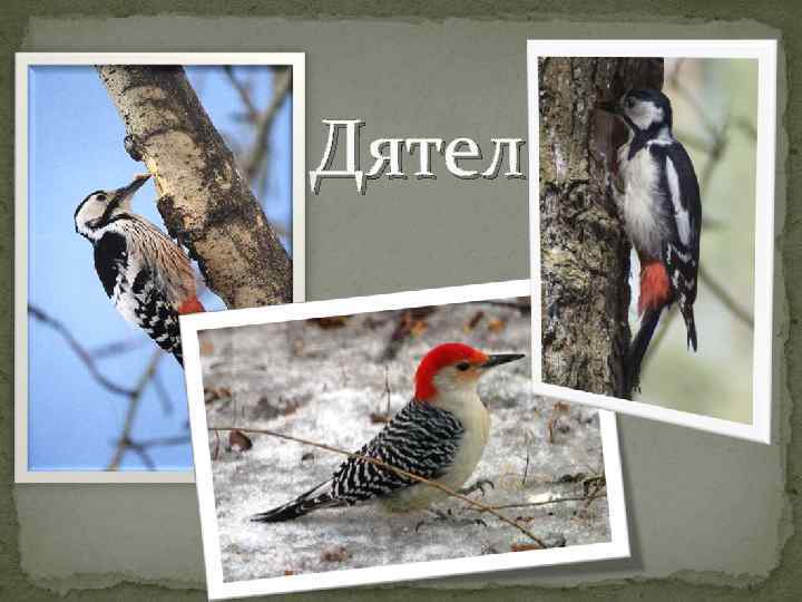Дятел 