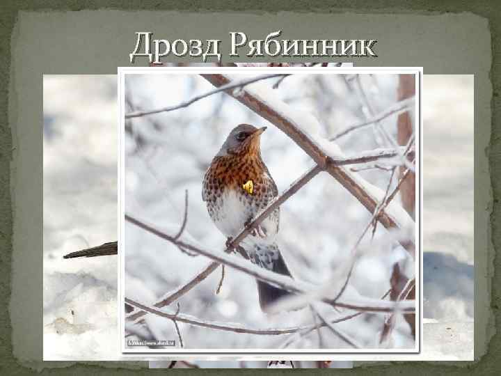 Дрозд Рябинник 