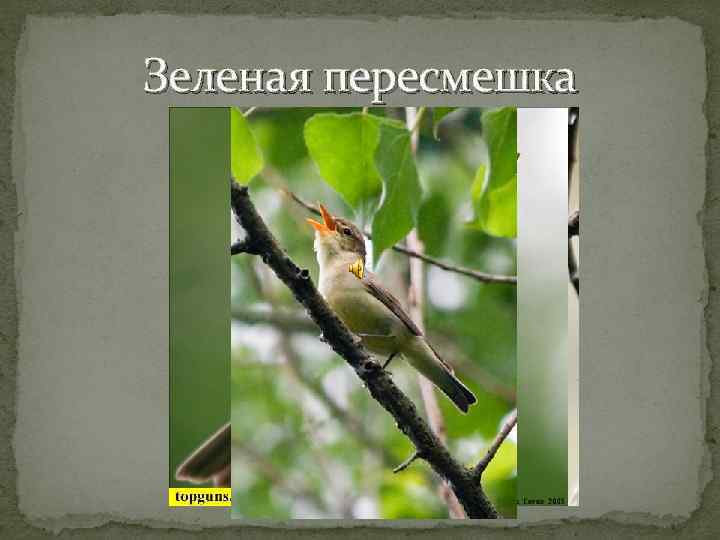 Зеленая пересмешка 