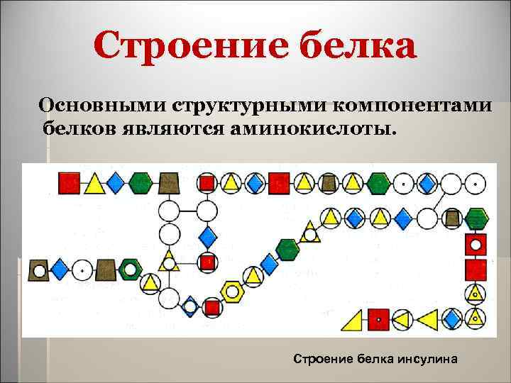 Строение белка Основными структурными компонентами белков являются аминокислоты. Строение белка инсулина 