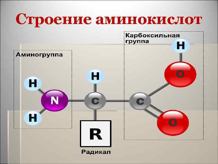 Строение аминокислот 