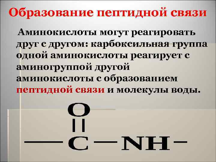 Образование пептидной связи Аминокислоты могут реагировать друг с другом: карбоксильная группа одной аминокислоты реагирует