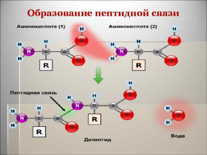 Образование пептидной связи 