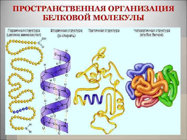 ПРОСТРАНСТВЕННАЯ ОРГАНИЗАЦИЯ БЕЛКОВОЙ МОЛЕКУЛЫ 