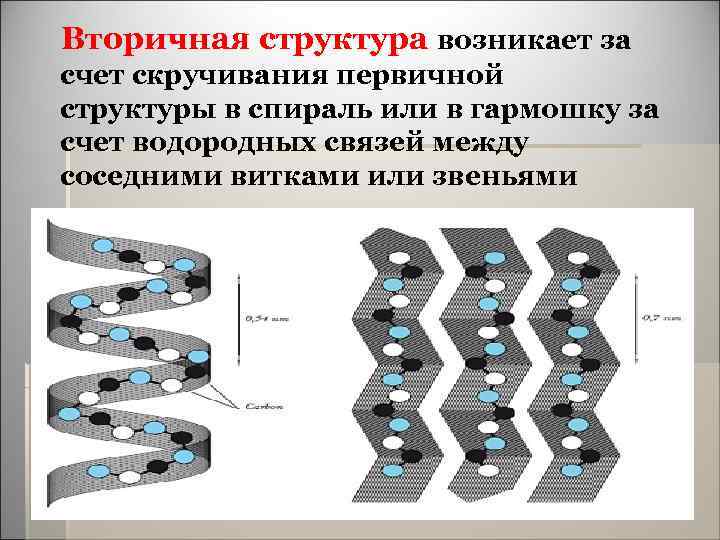  Вторичная структура возникает за счет скручивания первичной структуры в спираль или в гармошку