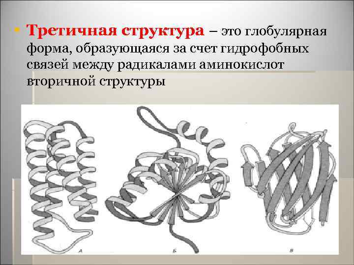 § Третичная структура – это глобулярная форма, образующаяся за счет гидрофобных связей между радикалами