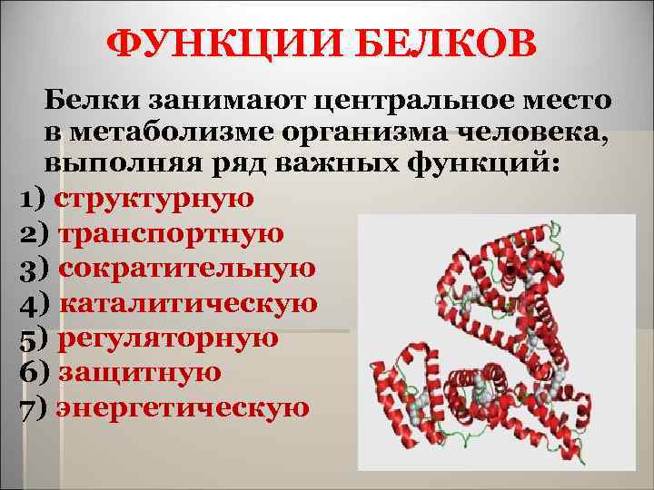 ФУНКЦИИ БЕЛКОВ Белки занимают центральное место в метаболизме организма человека, выполняя ряд важных функций: