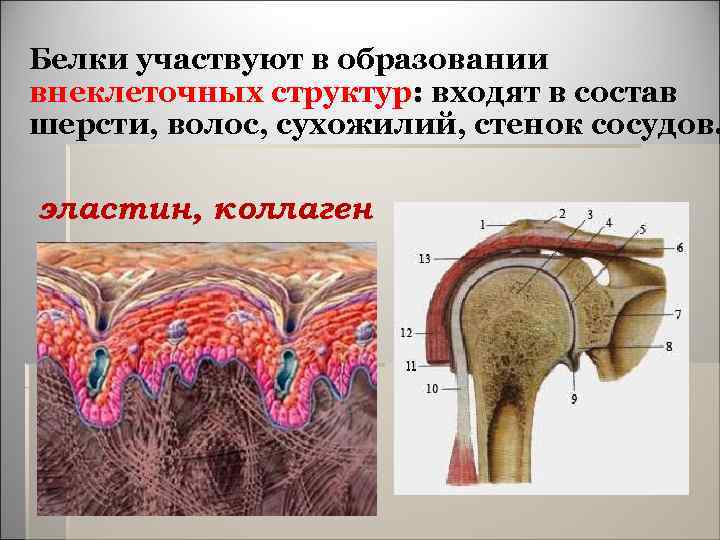  Белки участвуют в образовании внеклеточных структур: входят в состав шерсти, волос, сухожилий, стенок