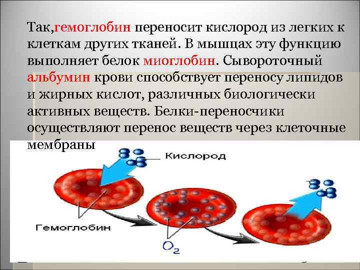  Так, гемоглобин переносит кислород из легких к клеткам других тканей. В мышцах эту