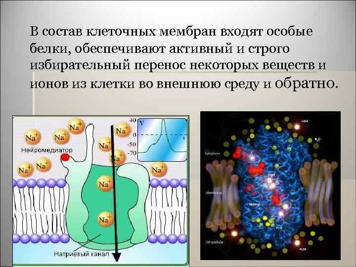 В состав клеточных мембран входят особые белки, обеспечивают активный и строго избирательный перенос некоторых