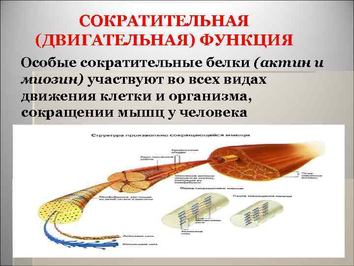 СОКРАТИТЕЛЬНАЯ (ДВИГАТЕЛЬНАЯ) ФУНКЦИЯ Особые сократительные белки (актин и миозин) участвуют во всех видах движения