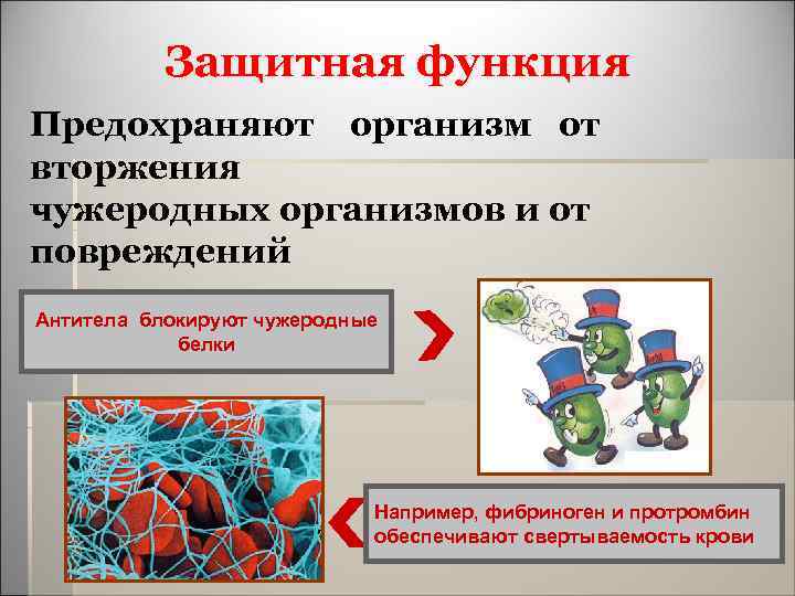 Защитная функция Предохраняют организм от вторжения чужеродных организмов и от повреждений Антитела блокируют чужеродные