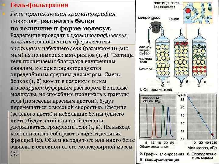 § Гель-фильтрация § Гель-проникающая хроматография позволяет разделять белки по величине и форме молекул. Разделение