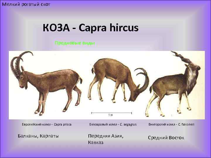 Мелкий рогатый скот КОЗА - Capra hircus Предковые виды Европейский козел - Capra prisca