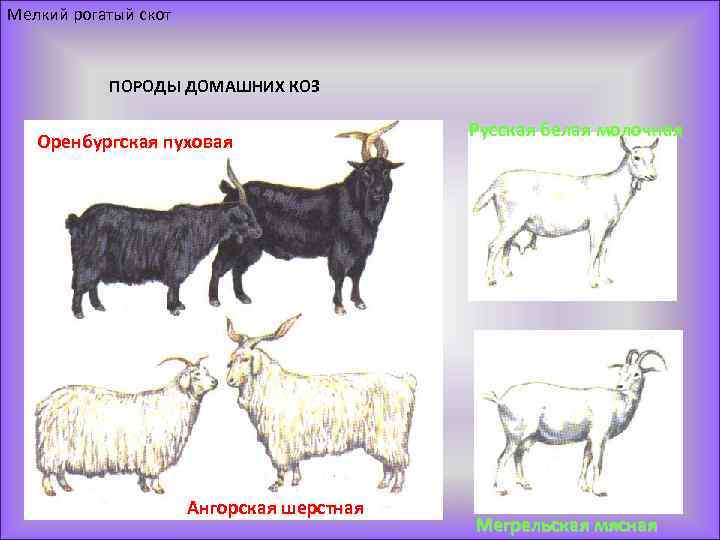 Мелкий рогатый скот ПОРОДЫ ДОМАШНИХ КОЗ Оренбургская пуховая Ангорская шерстная Русская белая молочная Мегрельская