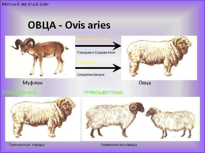 Мелкий рогатый скот ОВЦА - Ovis aries Ovis orientalis + O. vignei Передняя и