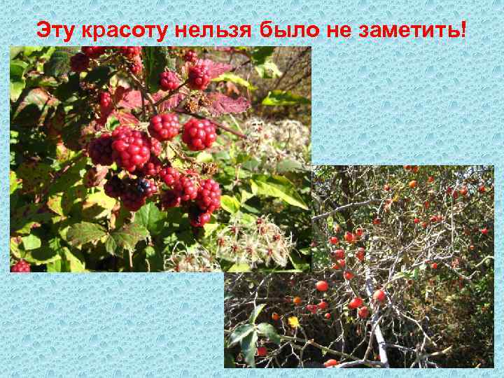 Эту красоту нельзя было не заметить! 