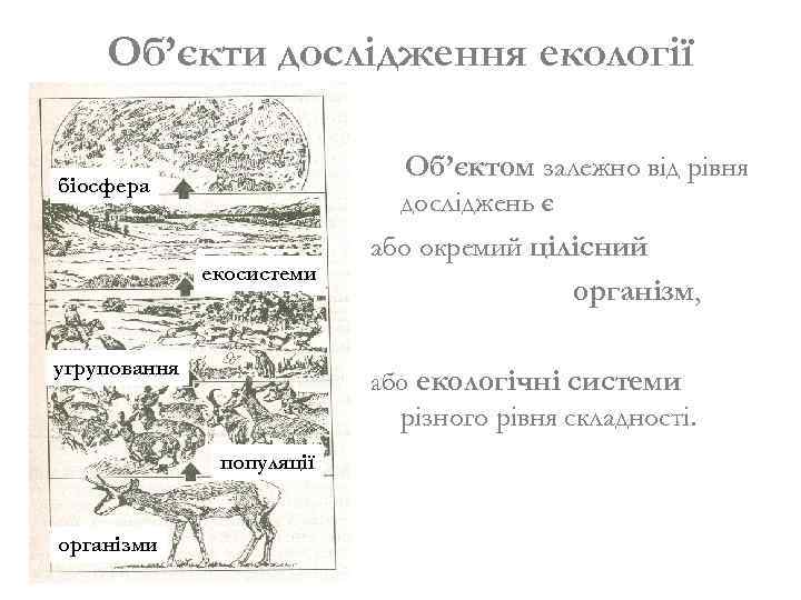Об’єкти дослідження екології Об’єктом залежно від рівня біосфера досліджень є екосистеми угруповання або окремий