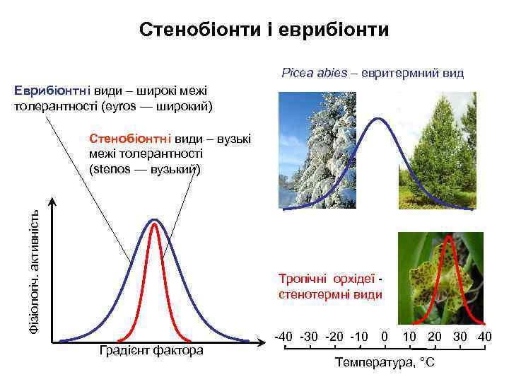 Стенобіонти і еврибіонти Picea abies – евритермний вид Еврибіонтні види – широкі межі толерантності