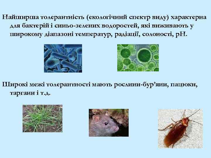  Найширша толерантність (екологічний спектр виду) характерна для бактерій і синьо-зелених водоростей, які виживають