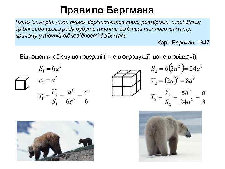 Правило Бергмана Якщо існує рід, види якого відрізняються лише розмірами, тоді більш дрібні види