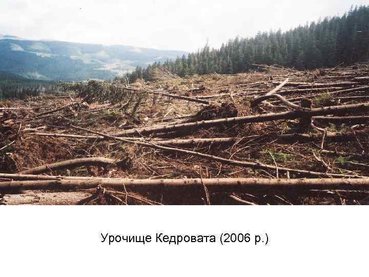 Урочище Кедровата (2006 р. ) 