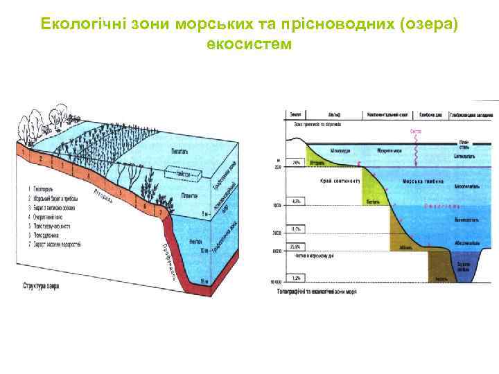 Плакор это. Экологические зоны озер. Зоны озера схема. Экологические зоны озер схема. Профундаль.