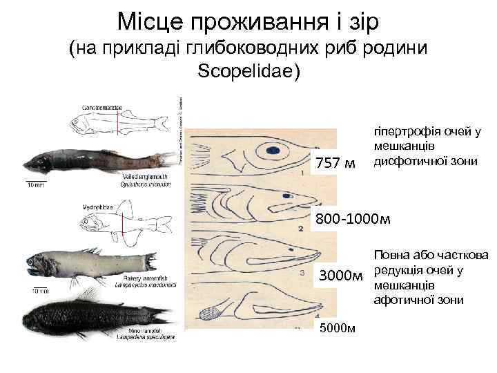 Місце проживання і зір (на прикладі глибоководних риб родини Scopelidae) 757 м гіпертрофія очей