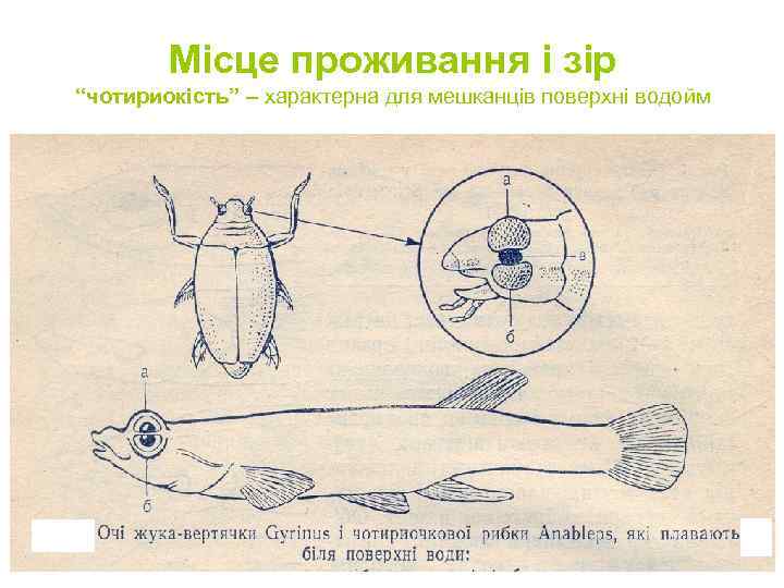 Місце проживання і зір “чотириокість” – характерна для мешканців поверхні водойм 