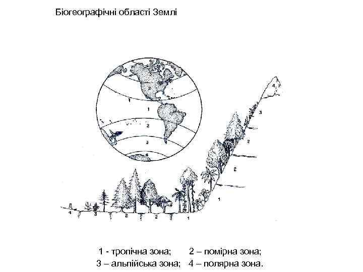  Біогеографічні області Землі 1 - тропічна зона; 2 – помірна зона; 3 –
