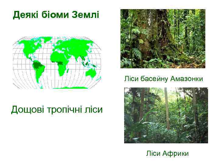 Деякі біоми Землі Ліси басейну Амазонки Дощові тропічні ліси Ліси Африки 