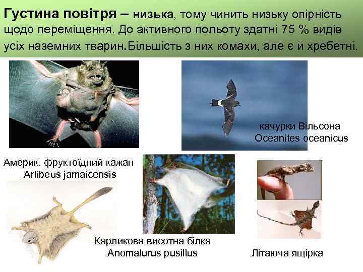 Густина повітря – низька, тому чинить низьку опірність щодо переміщення. До активного польоту здатні