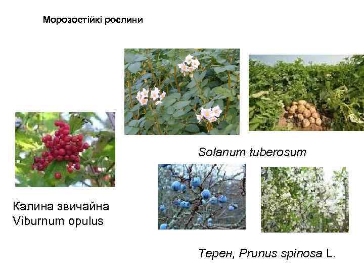 Морозостійкі рослини Solanum tuberosum Калина звичайна Viburnum opulus Терен, Prunus spinosa L. 